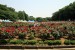 与野公園の3000株のバラ園が満開過ぎて笑っちゃう件 #saitama