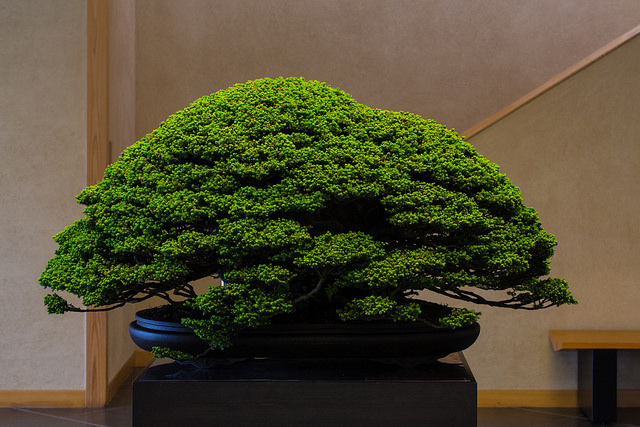盆栽美術館の「貴重盆栽展」は本当に日本のトップオブトップ盆栽の集い 