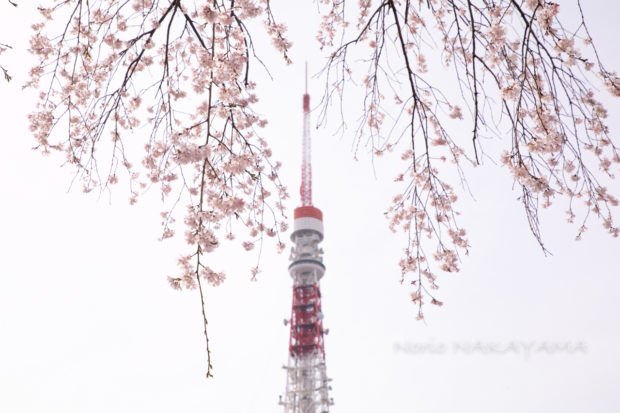 I LIKE TOKYO TOWER 東京タワーが好きだ